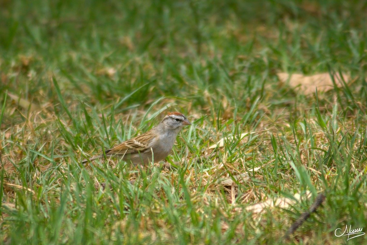 Chipping Sparrow - ML618413457