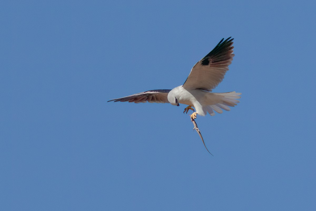 Black-shouldered Kite - ML618413505