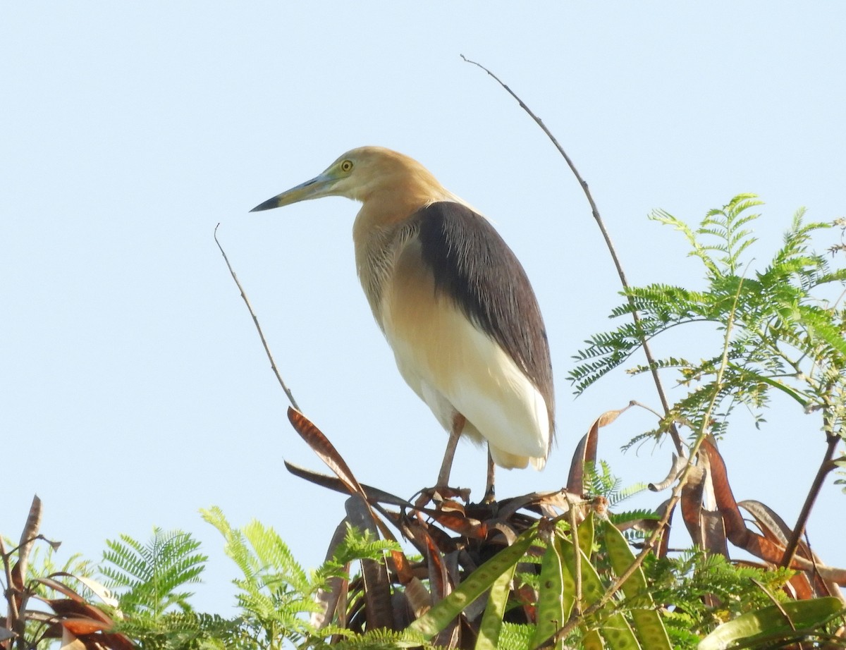 Indian Pond-Heron - Manju Sinha