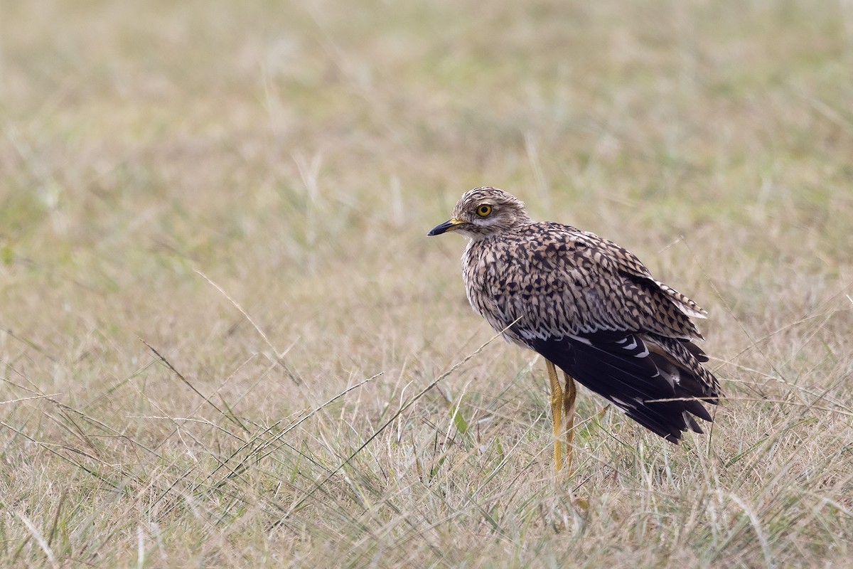 Spotted Thick-knee - ML618413548