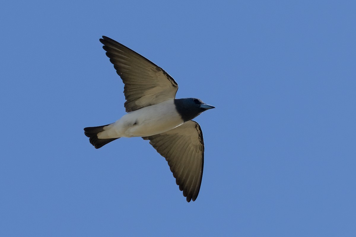 White-breasted Woodswallow - ML618413556