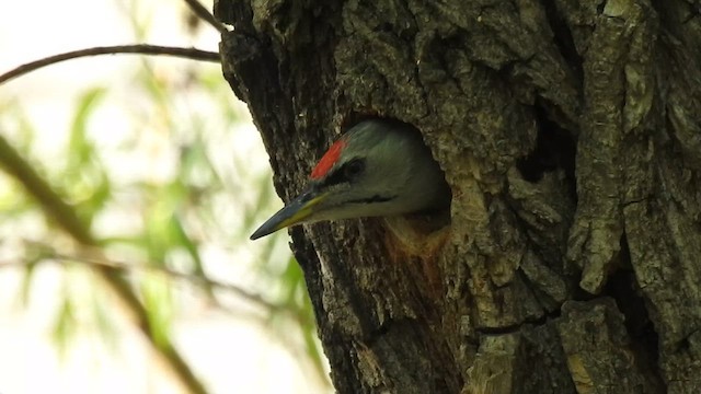 Gray-headed Woodpecker - ML618413557