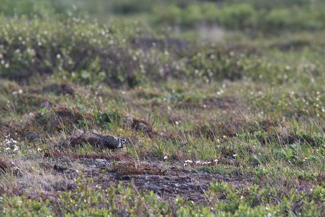 American Golden-Plover breeding habitat; Alaska, United States. - American Golden-Plover - 