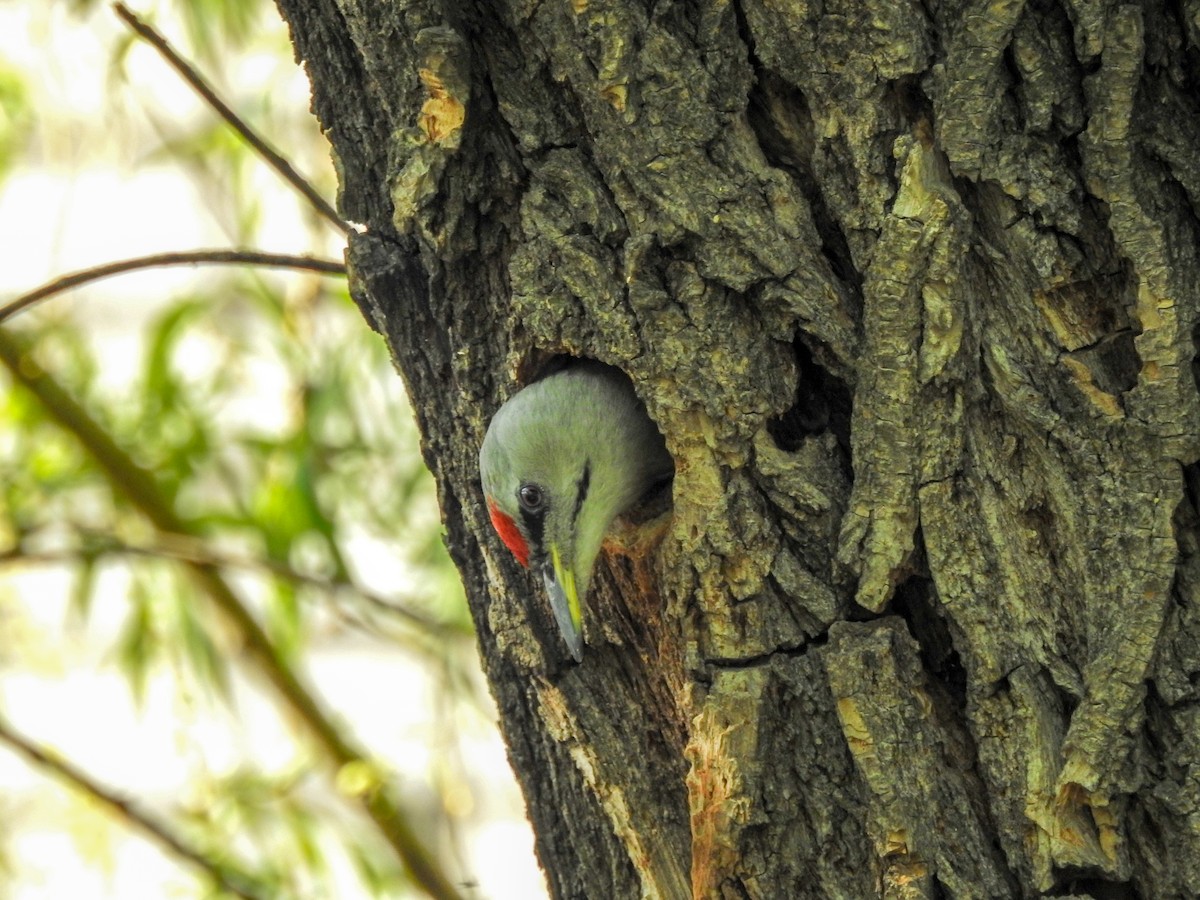 Gray-headed Woodpecker - ML618413611