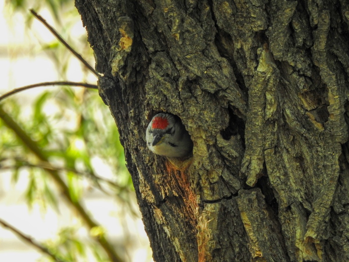 Gray-headed Woodpecker - ML618413612