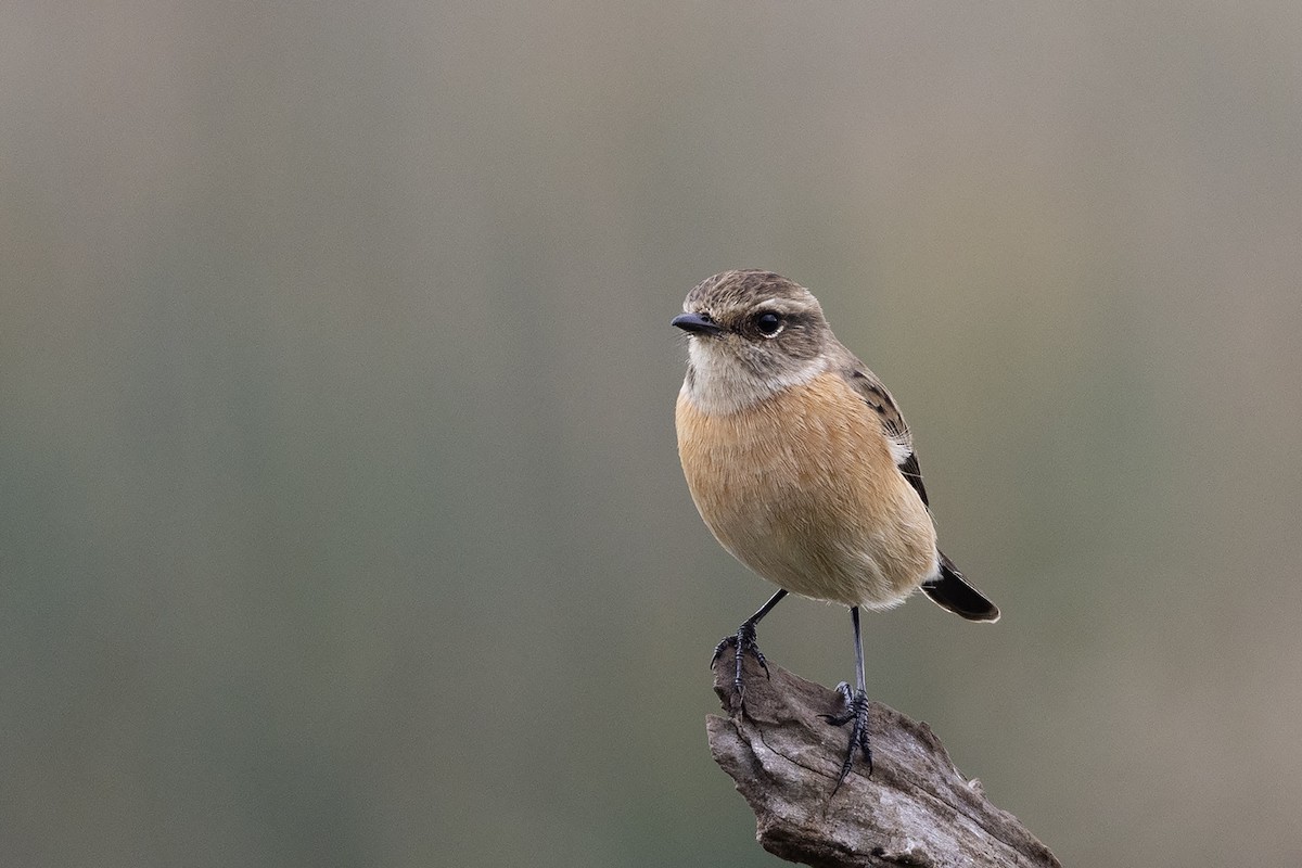 African Stonechat (African) - ML618413617