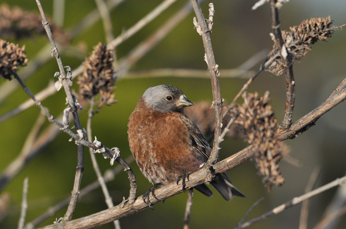 Gray-crowned Rosy-Finch - ML618413622