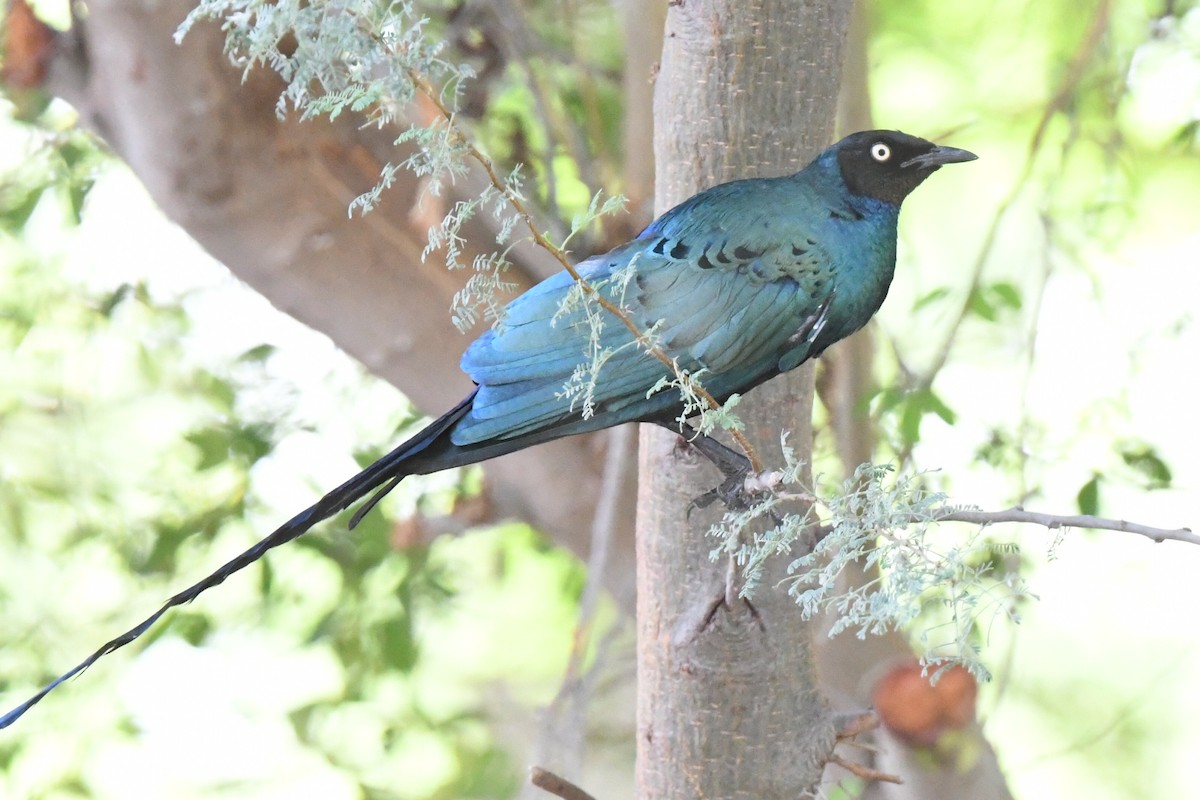 Long-tailed Glossy Starling - ML618413625