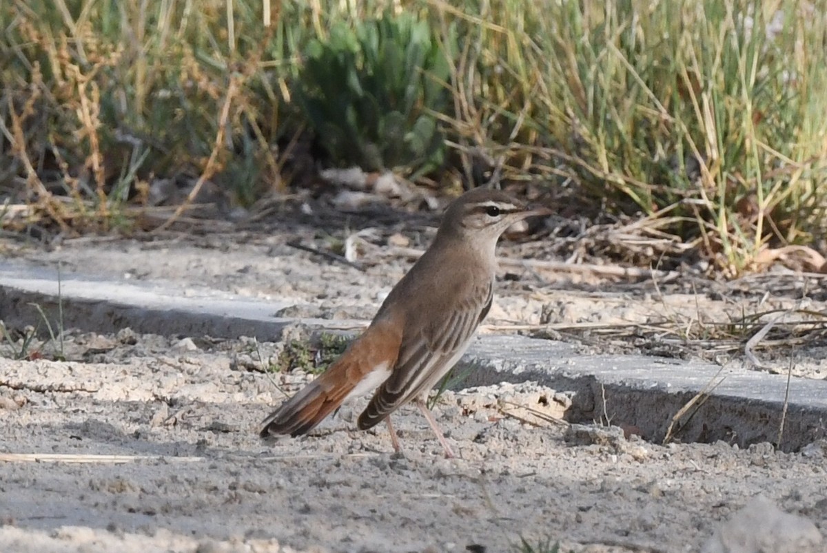 Rufous-tailed Scrub-Robin - ML618413628
