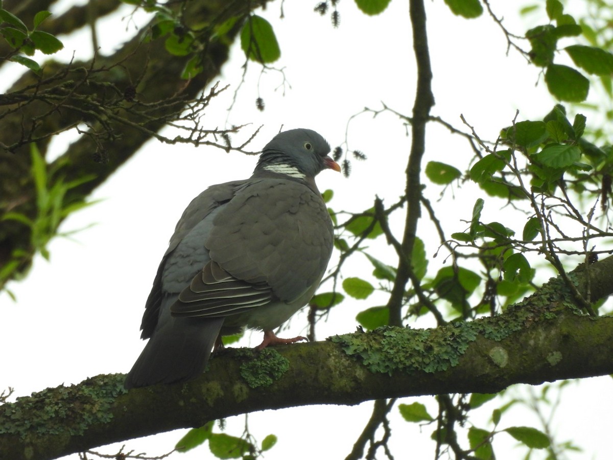 Common Wood-Pigeon - Anja Kahl