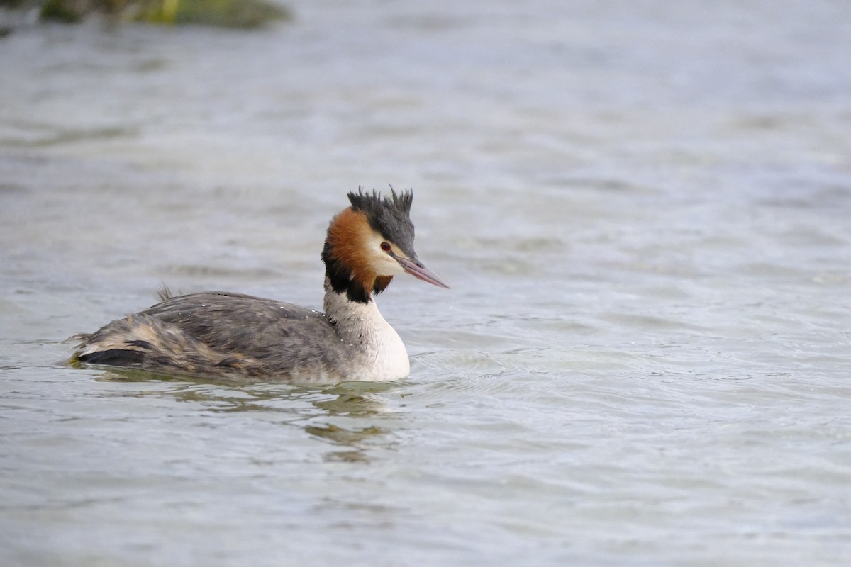 Great Crested Grebe - ML618413667