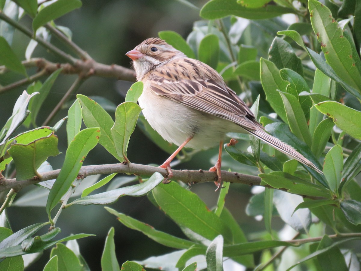 Clay-colored Sparrow - Tanner Shepard
