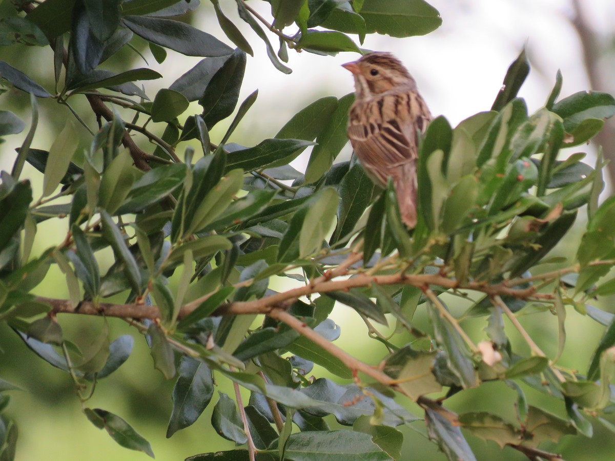 Clay-colored Sparrow - ML618413692