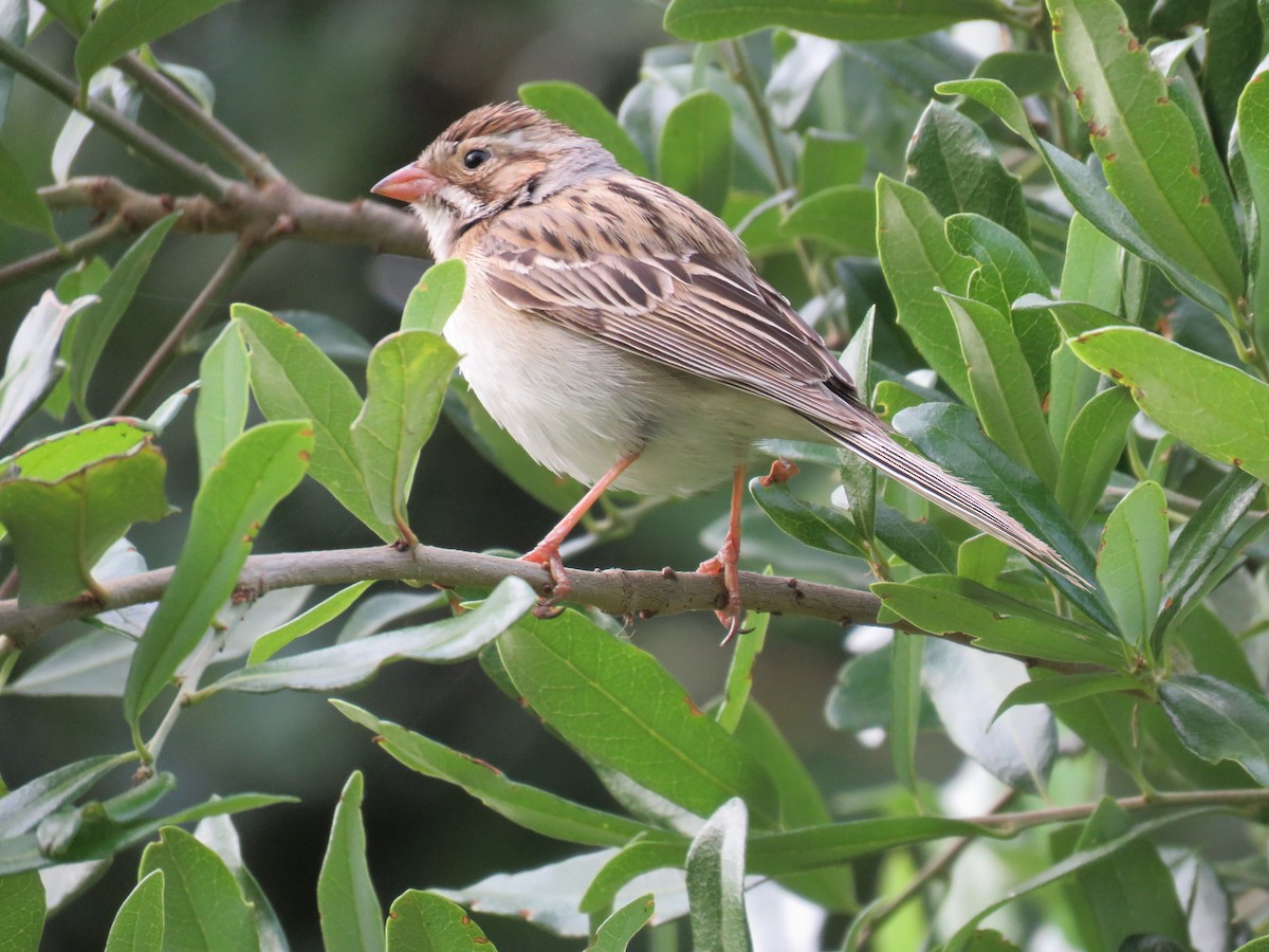 Clay-colored Sparrow - ML618413693
