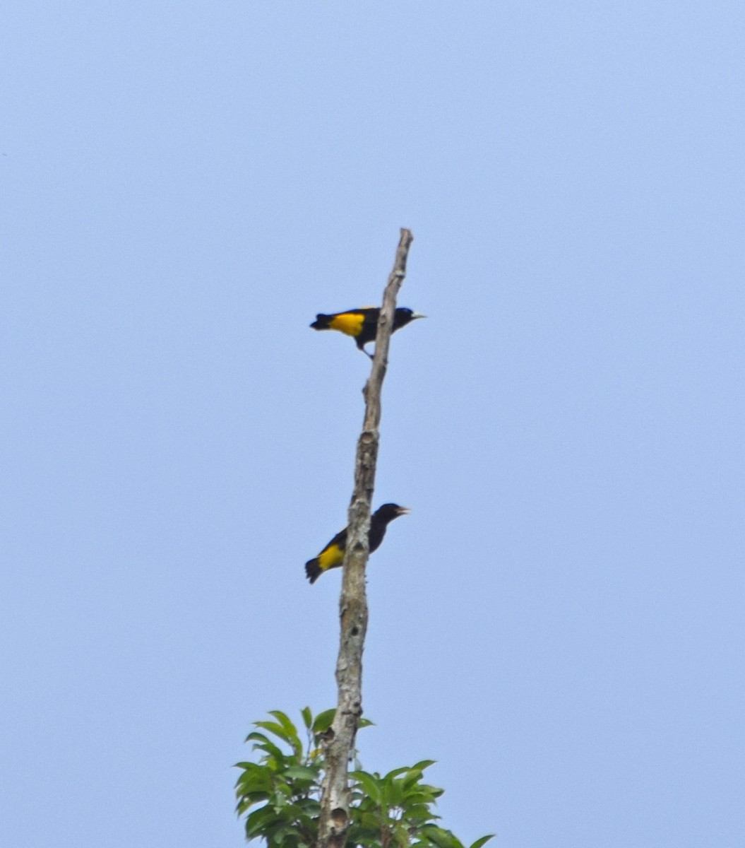 Yellow-rumped Cacique (Amazonian) - John Bruin