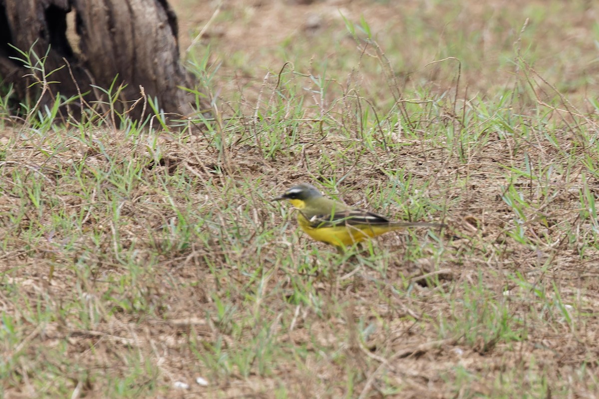 Eastern Yellow Wagtail - Paul Passant