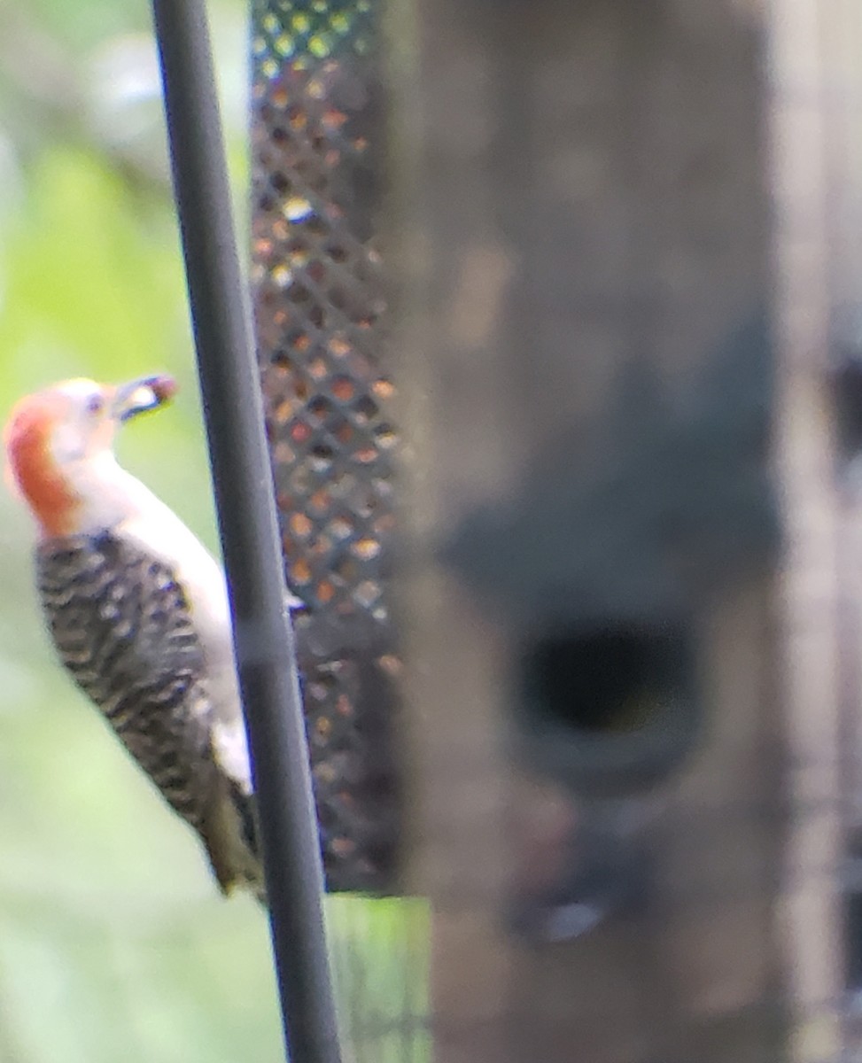 Red-bellied Woodpecker - ML618413715