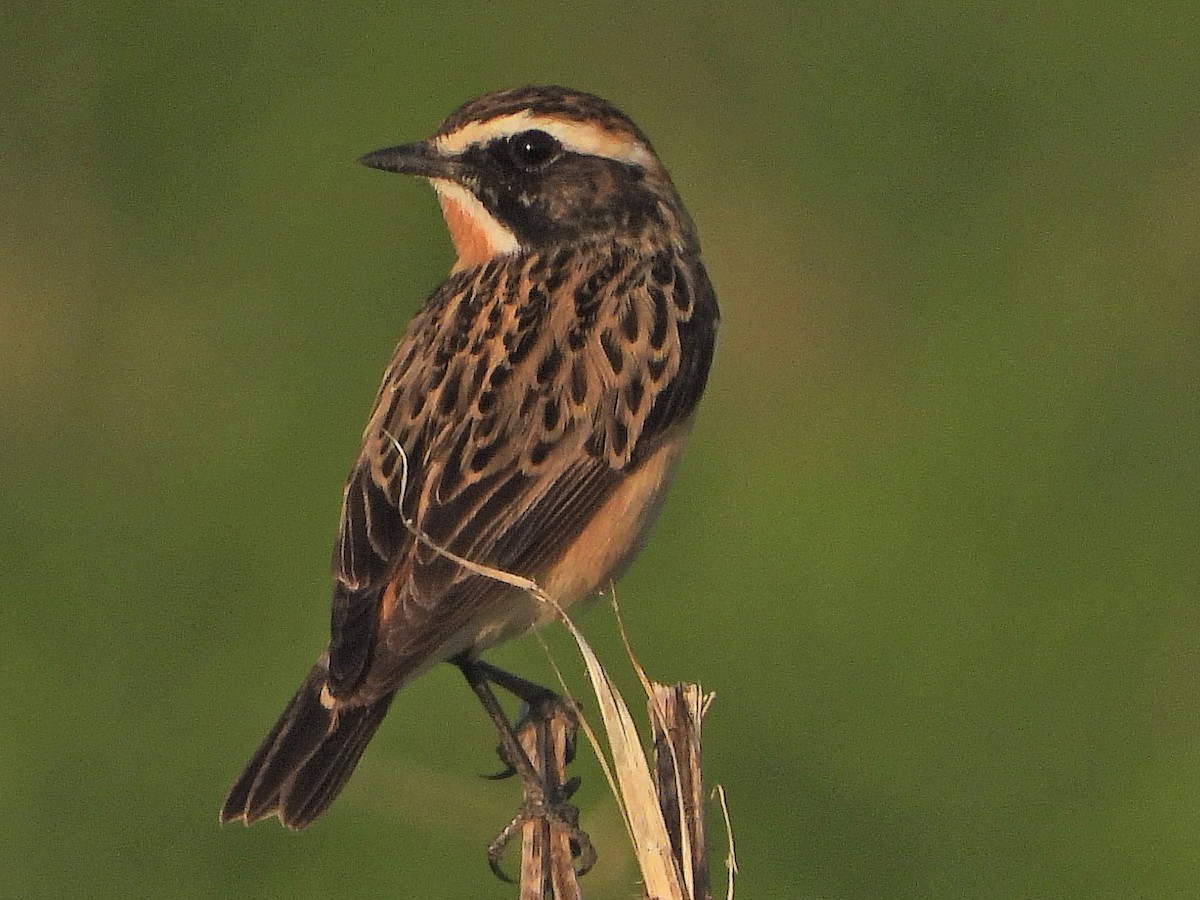 Whinchat - ML618413733