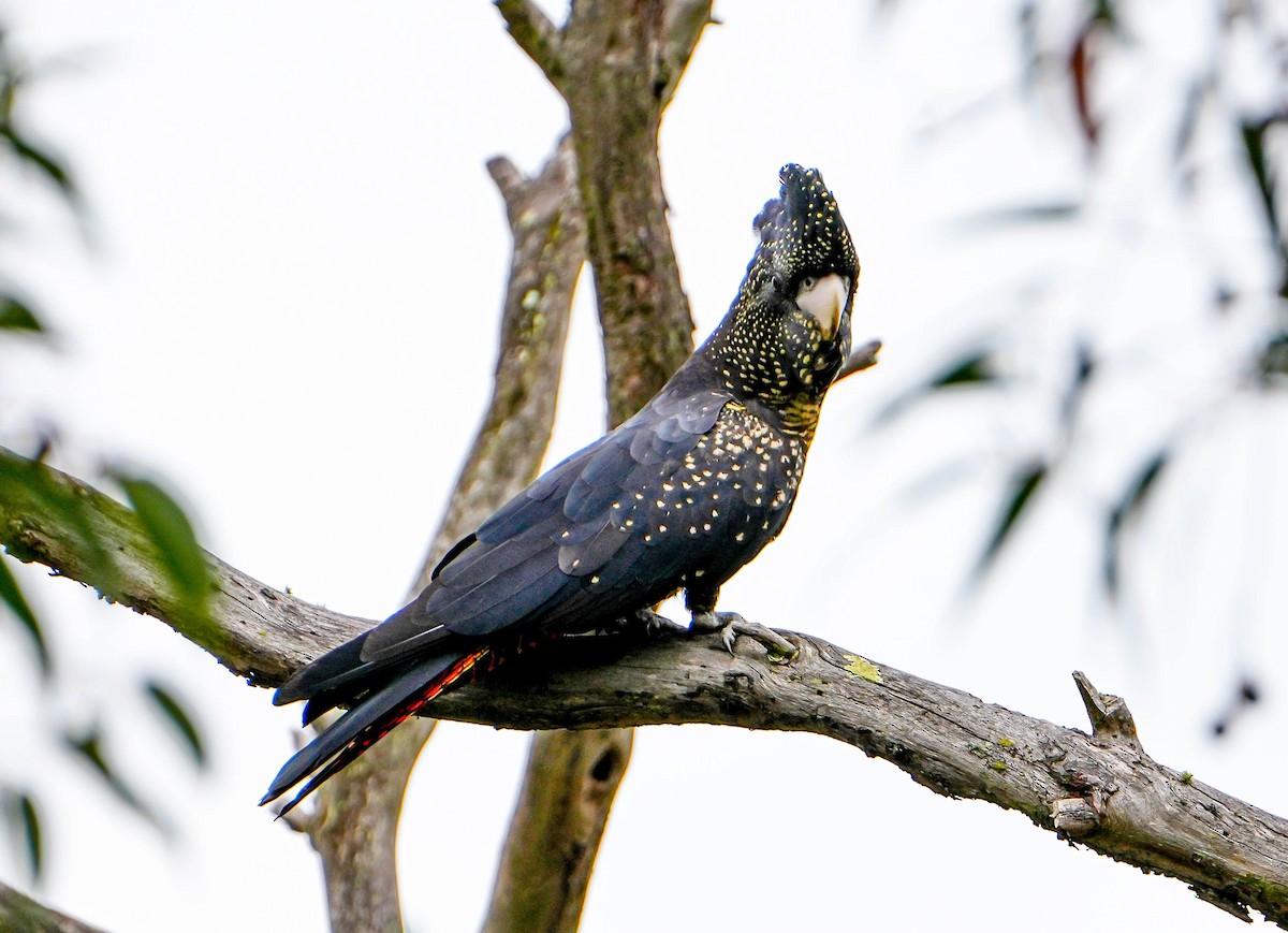 Red-tailed Black-Cockatoo - ML618413740