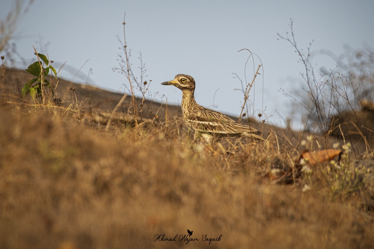 Indian Thick-knee - ML618413749