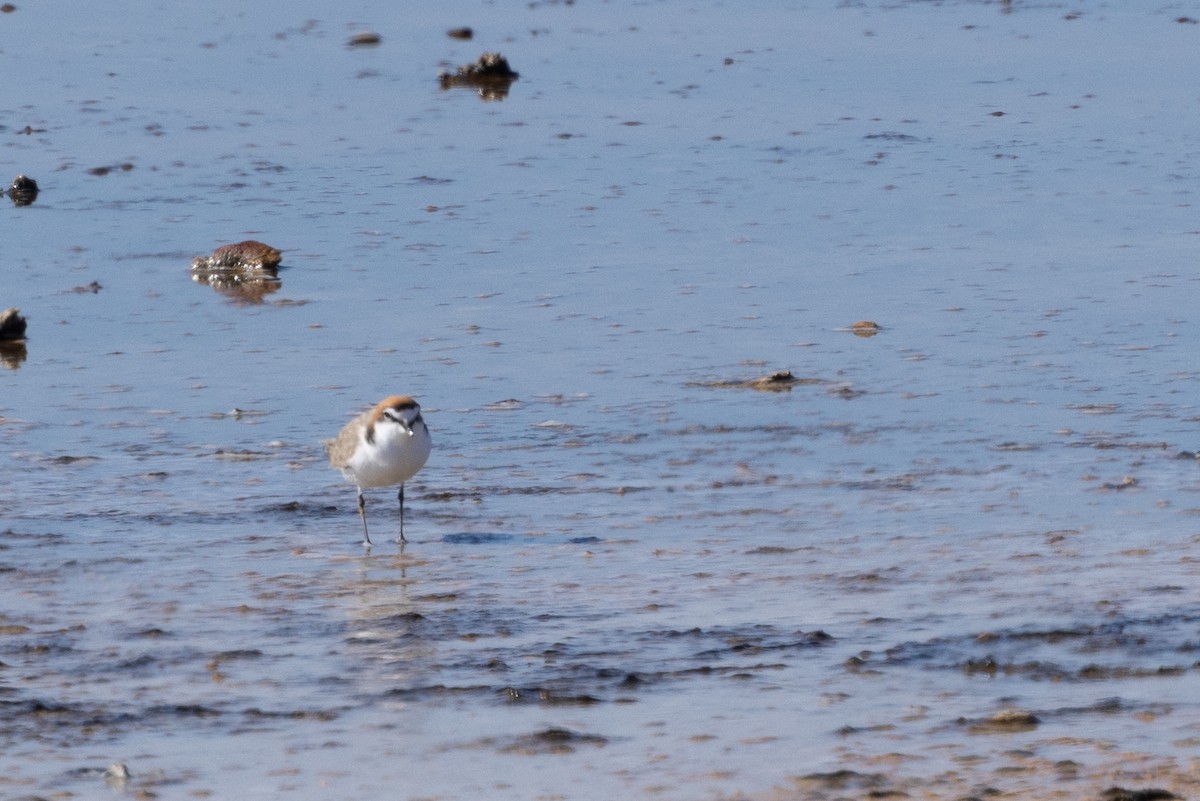Red-capped Plover - ML618413756