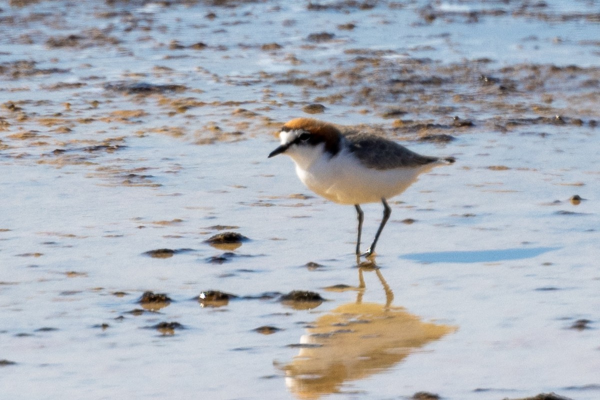 Red-capped Plover - ML618413769