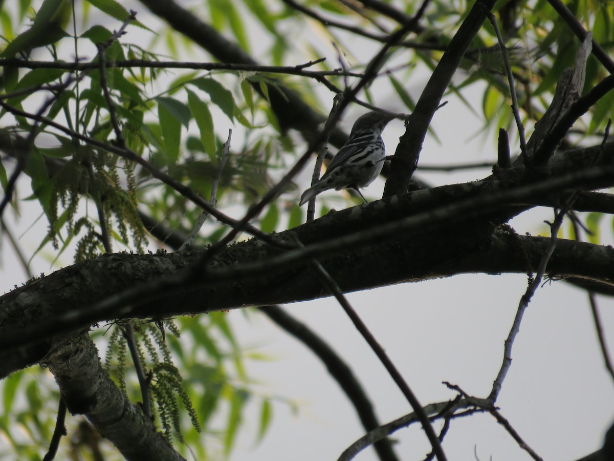 Black-and-white Warbler - ML618413844