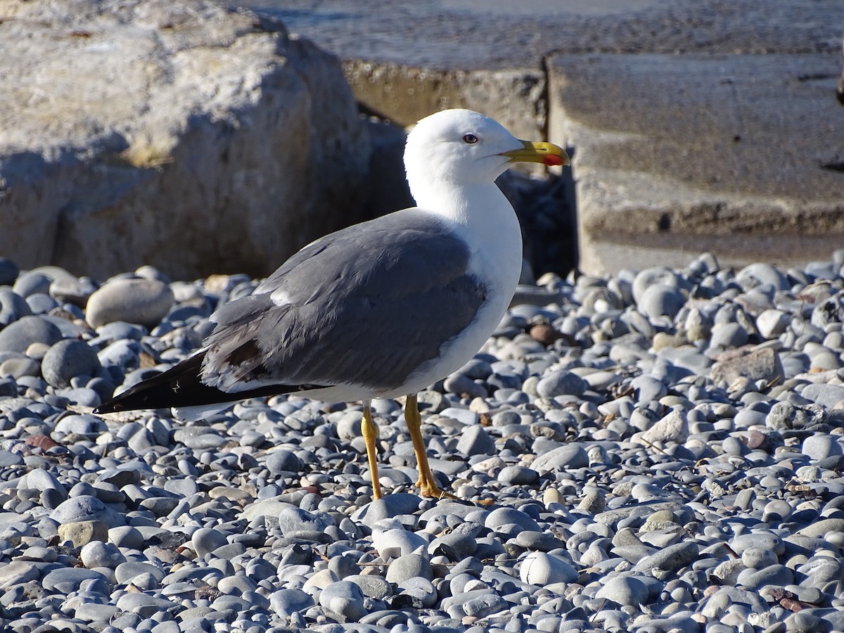 Yellow-legged Gull - ML618413853