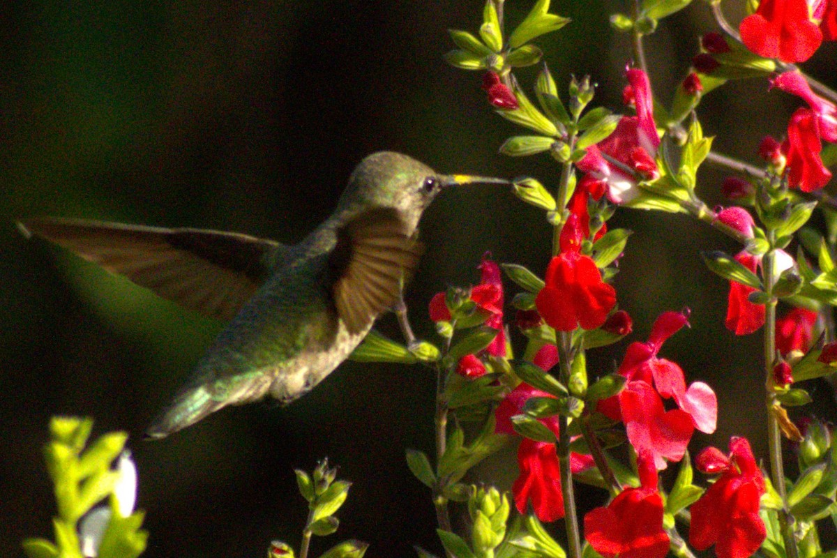 Anna's Hummingbird - ML618413882