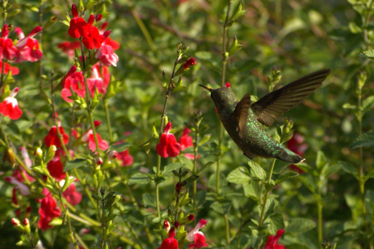 Anna's Hummingbird - ML618413883