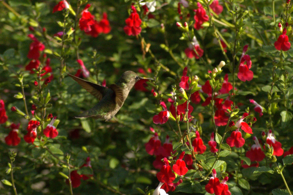 Anna's Hummingbird - ML618413885