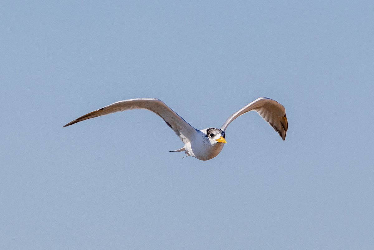 Great Crested Tern - ML618413889