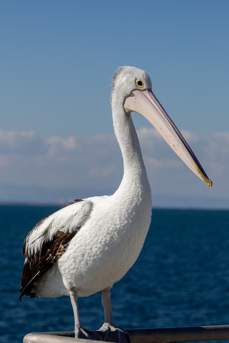 pelikán australský - ML618413892