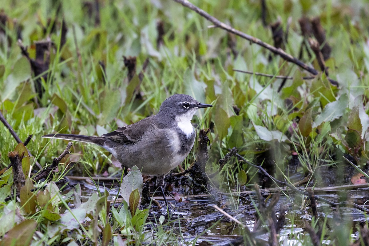 Cape Wagtail - ML618413910