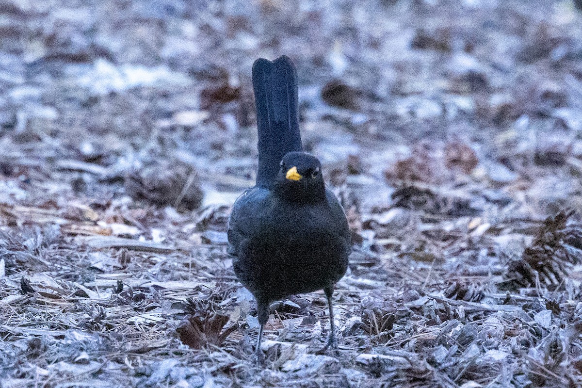 Eurasian Blackbird - ML618413911