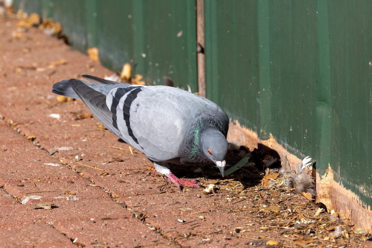 Rock Pigeon (Feral Pigeon) - ML618413912