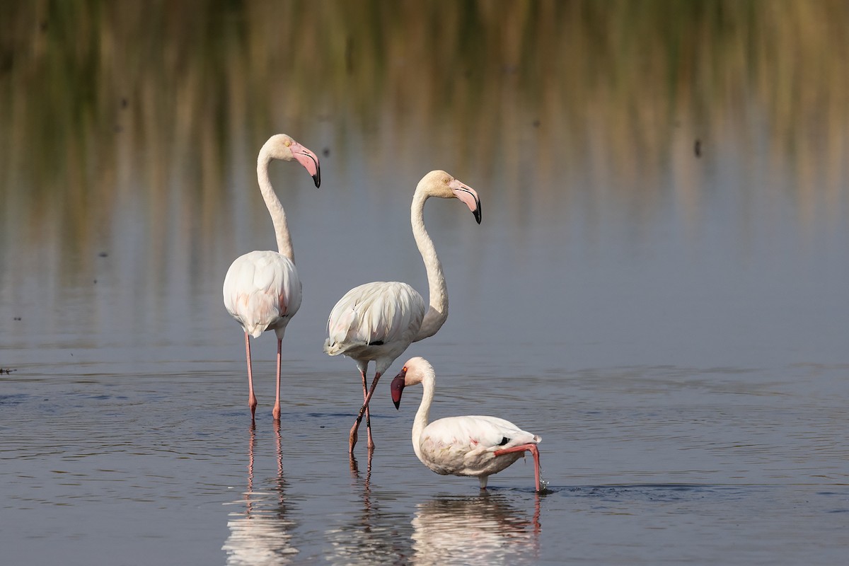 Greater Flamingo - ML618413924