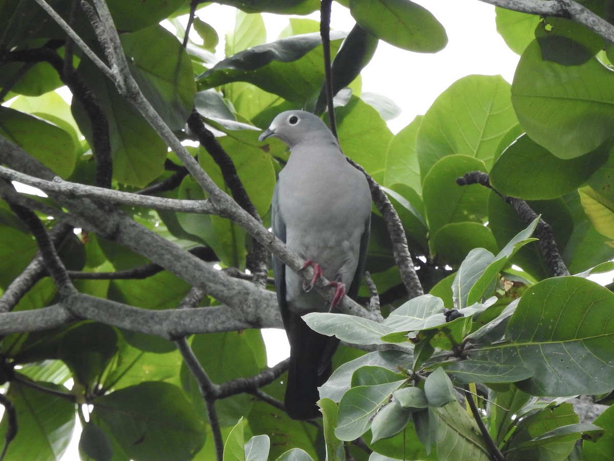 Island Imperial-Pigeon - Noam Markus