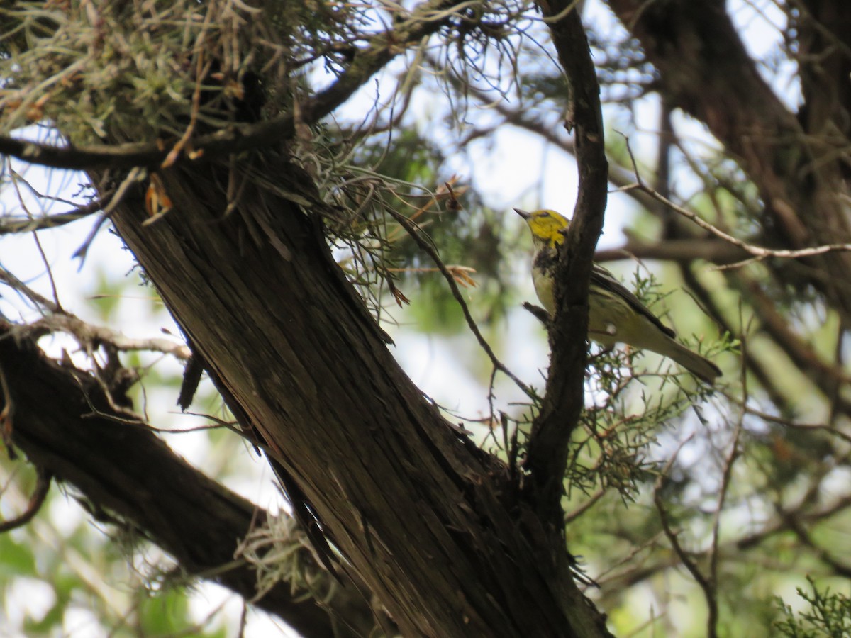 Black-throated Green Warbler - ML618413935