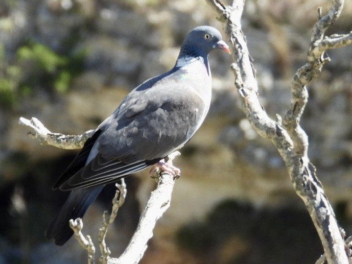 Common Wood-Pigeon - ML618413936
