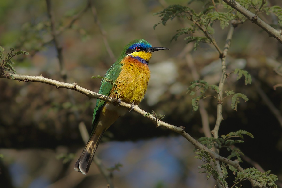Ethiopian Bee-eater - ML618413977