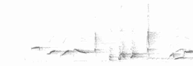 Beyaz Belli Şama [malabaricus grubu] - ML618413987