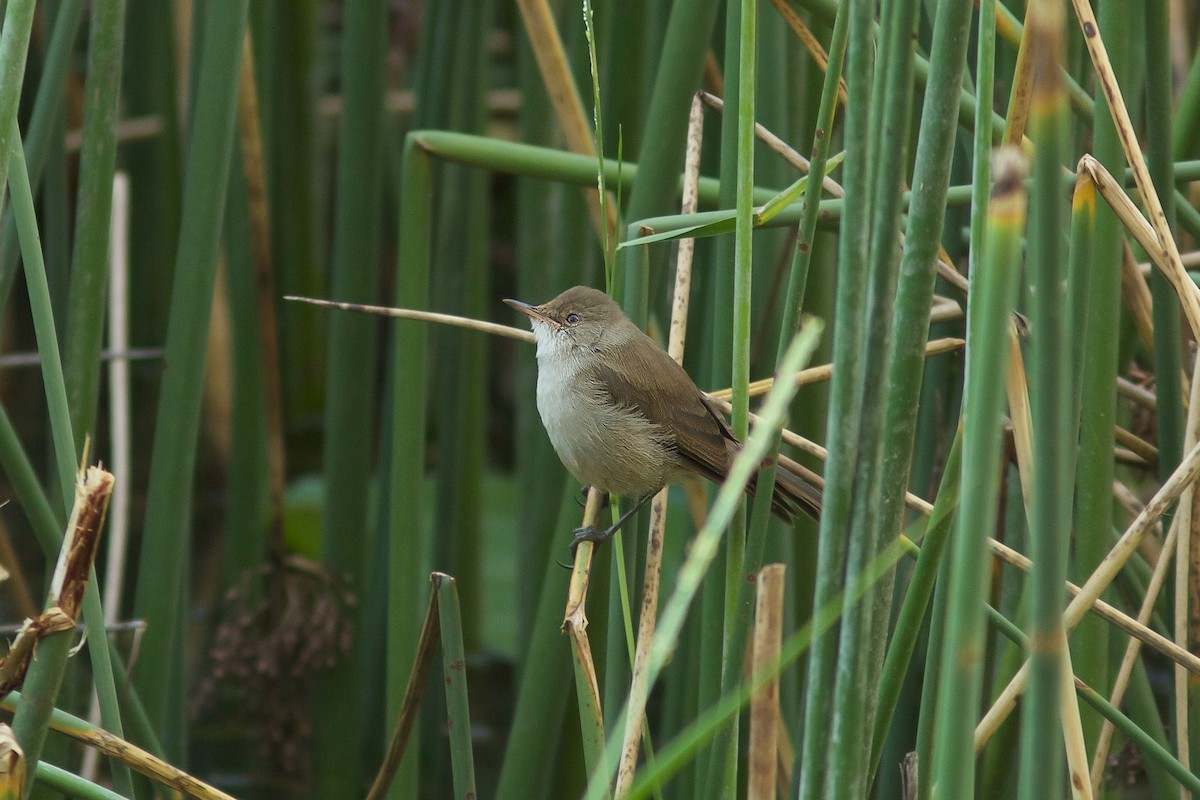 Common Reed Warbler - ML618413989