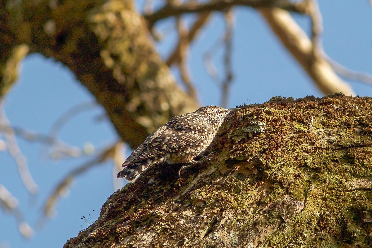 African Spotted Creeper - ML618413997