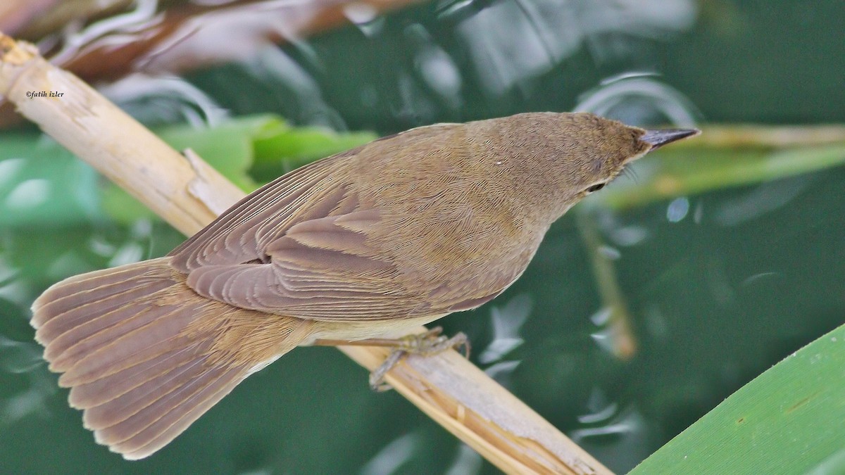 Common Reed Warbler - ML618413999