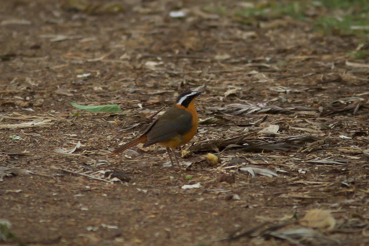 White-browed Robin-Chat - ML618414015