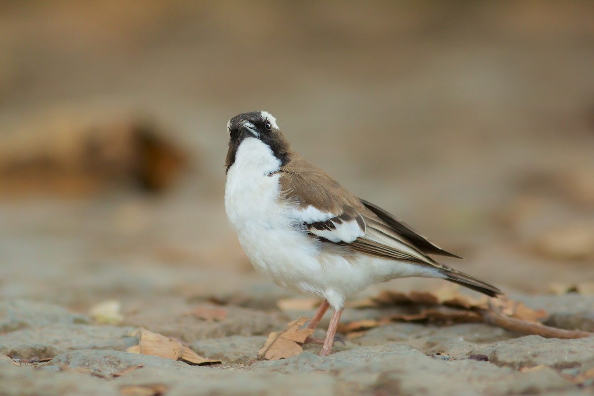 White-browed Sparrow-Weaver (Black-billed) - Morten Lisse