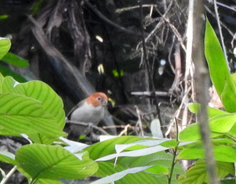 White-breasted Parrotbill - ML618414056