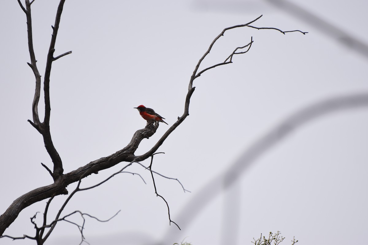 Red-capped Robin - ML618414058