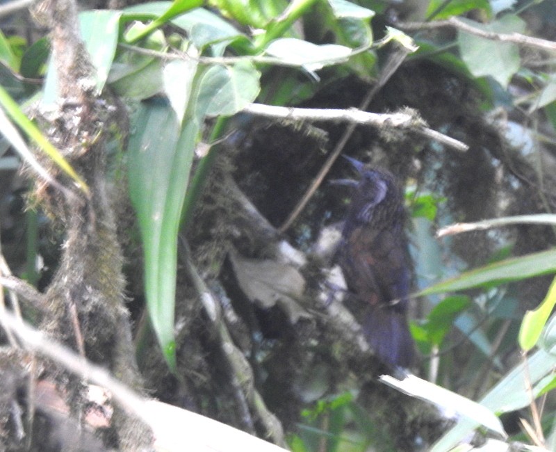 Sikkim Wedge-billed Babbler - ML618414096